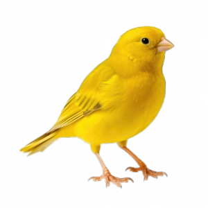 Canary Safety and Risk Consulting